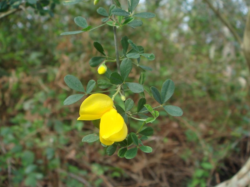Cytisus baeticus