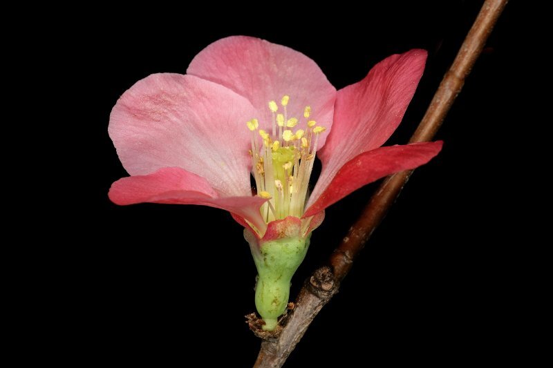 Chaenomeles speciosa