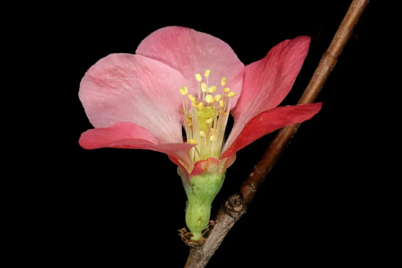 Chaenomeles speciosa