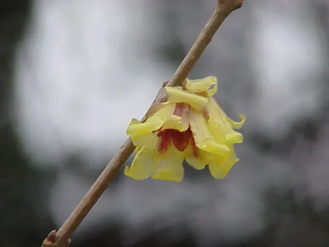 Chimonanthus fragans