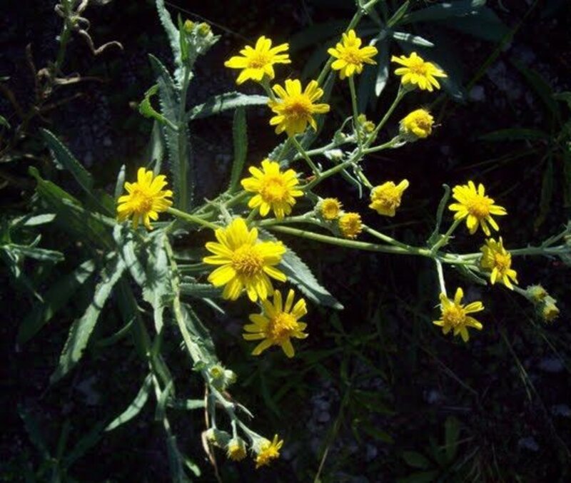 Senecio grisebachii