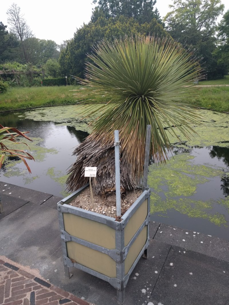 Dasylirion glaucophyllum