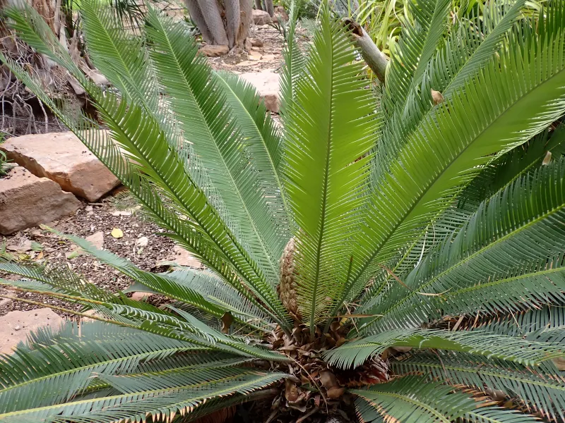 Dioon edule