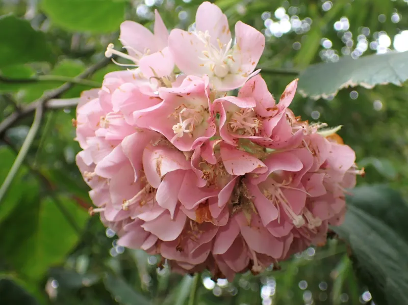 Dombeya x cayeuxii