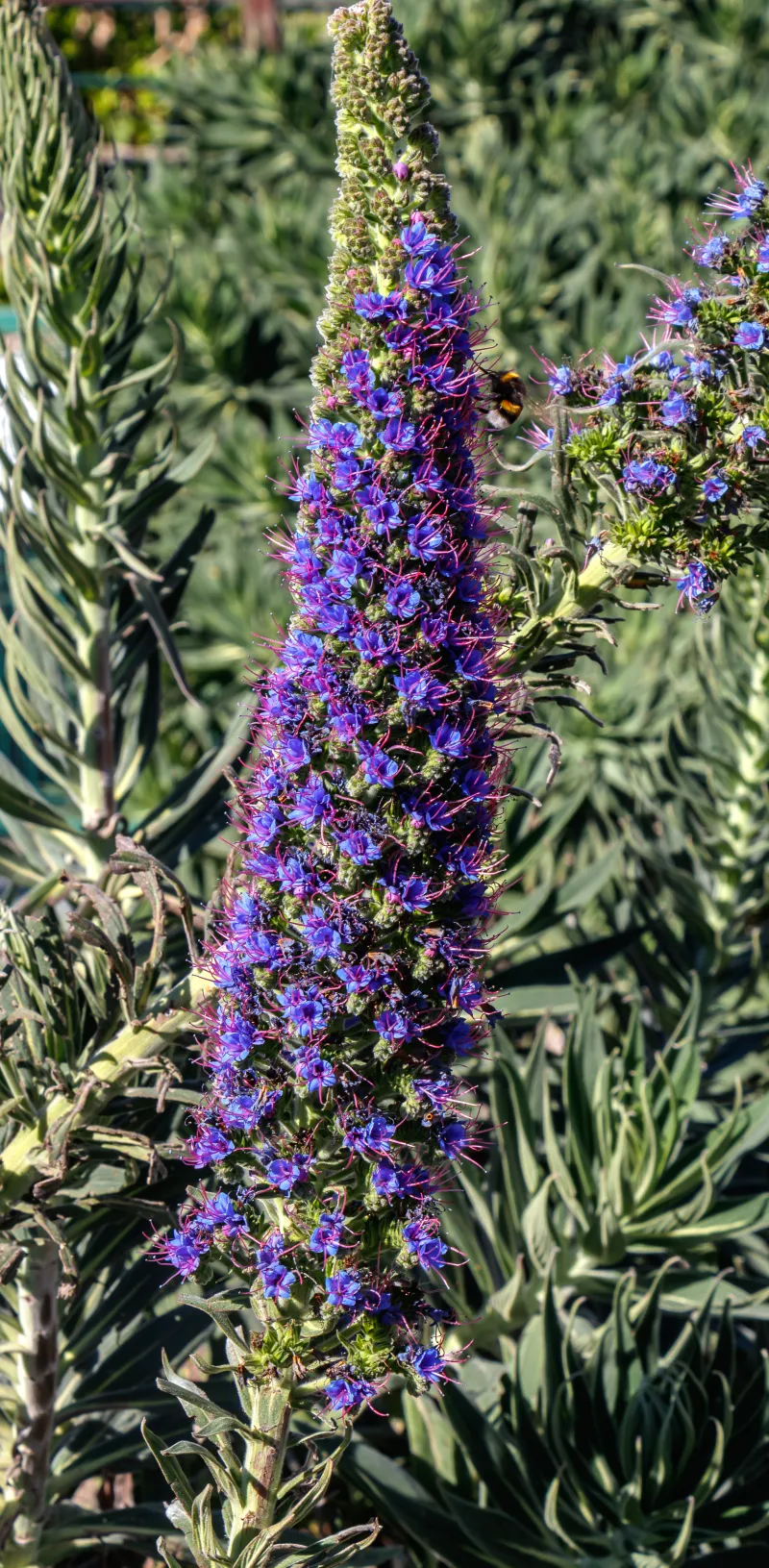 Echium fastuosum