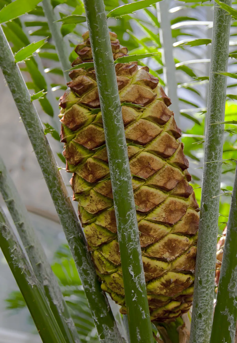 Encephalartos laurentianus