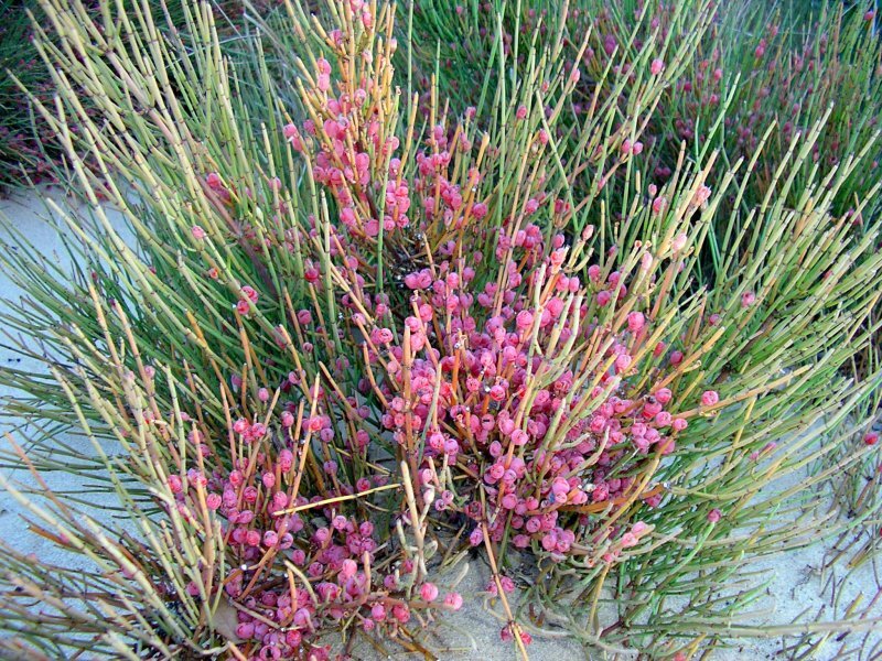 Ephedra fragilis subps. fragilis