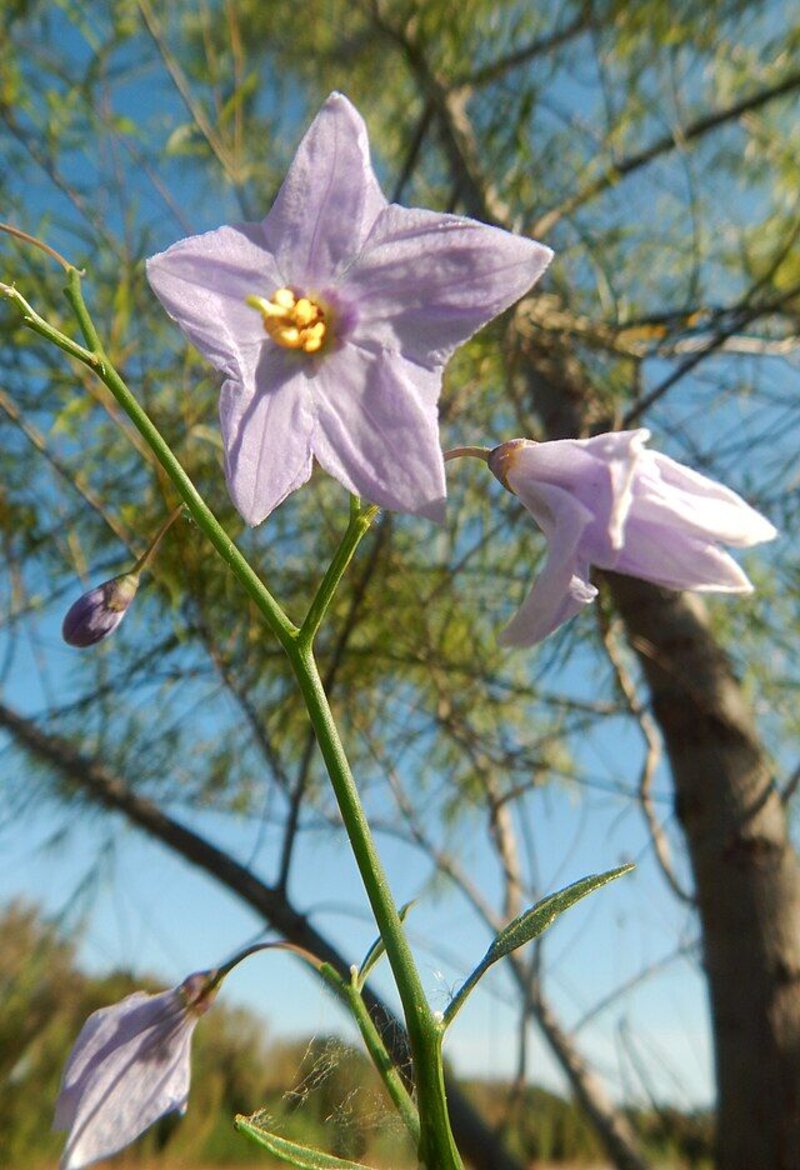 Solanum amygdalifolium