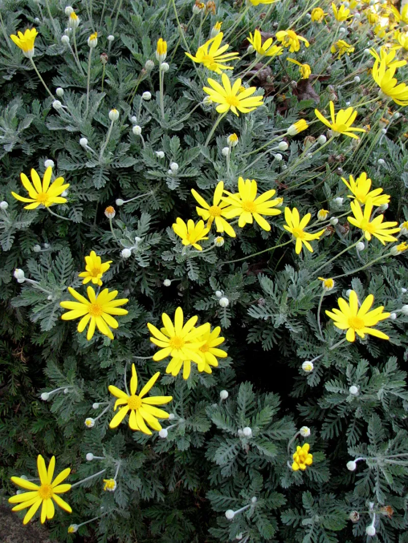 Euryops pectinatus