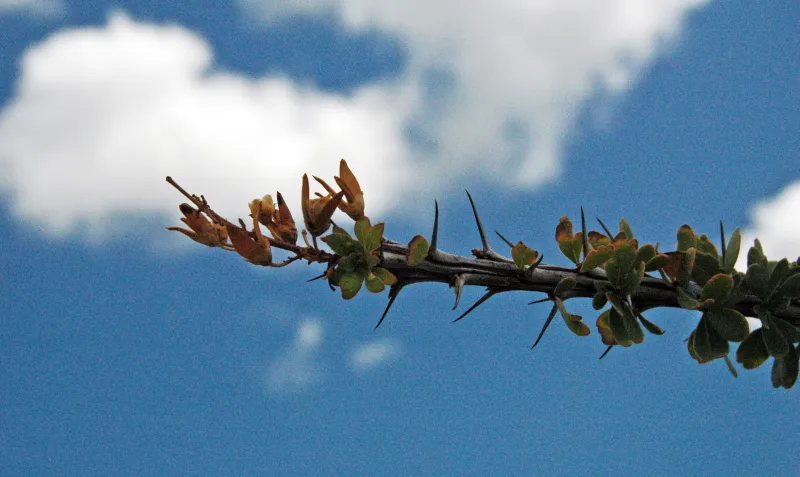 Fouquieria splendens