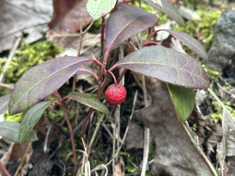 Gaultheria procumbens