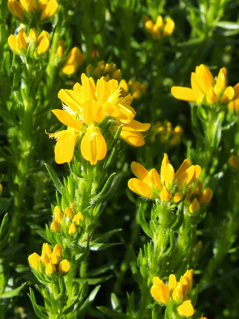 Genista hispanica