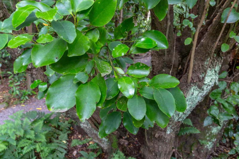 Griselinia littoralis