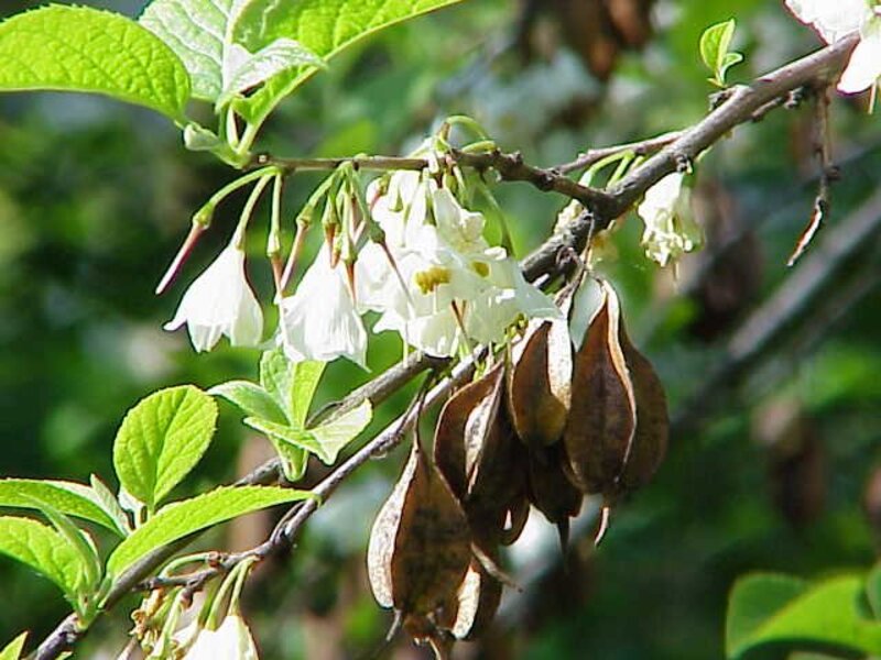 Halesia spp