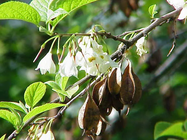 Halesia spp