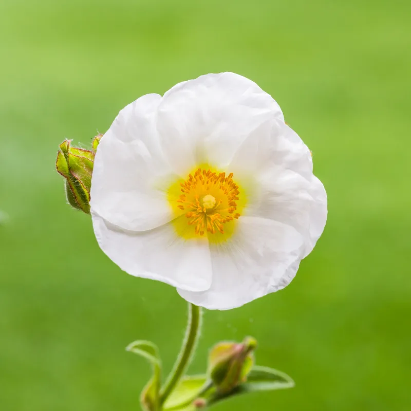 Halimium atripicifolium