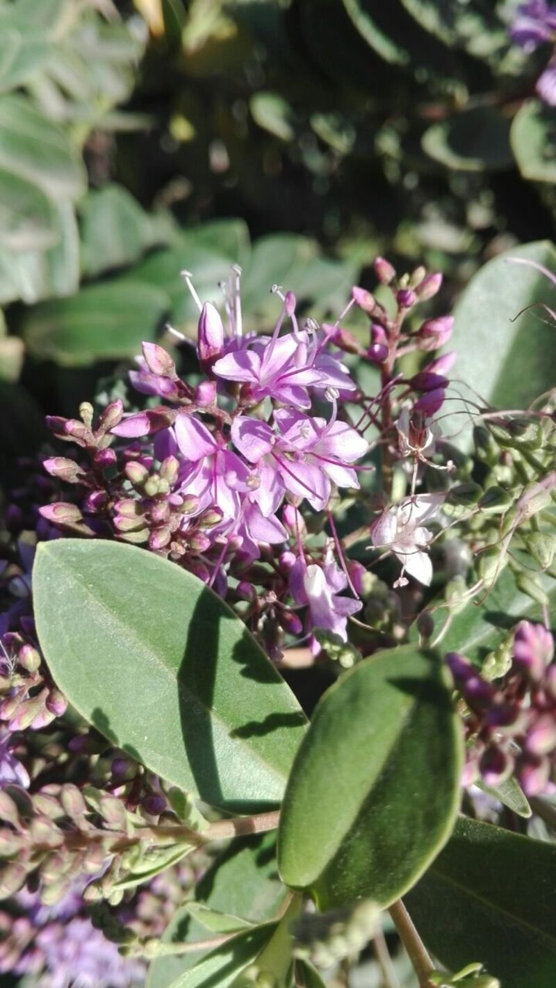 Hebe buxifolia