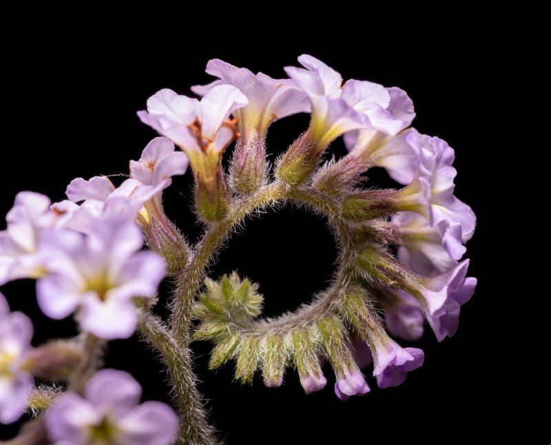 Heliotropium arborescens