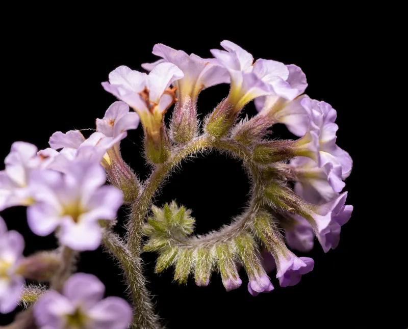 Heliotropium arborescens