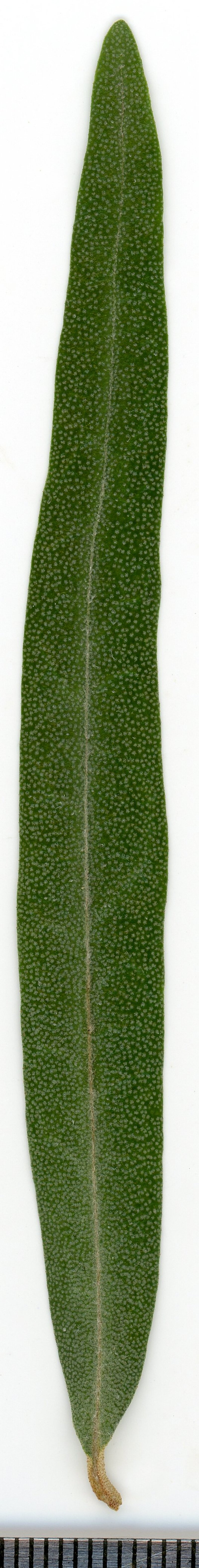 Hippophae rhamnoides