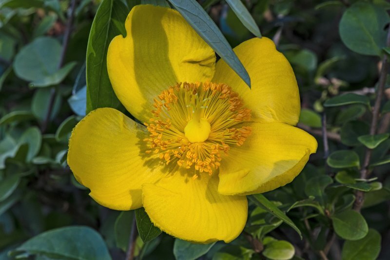 Hypericum calycinum