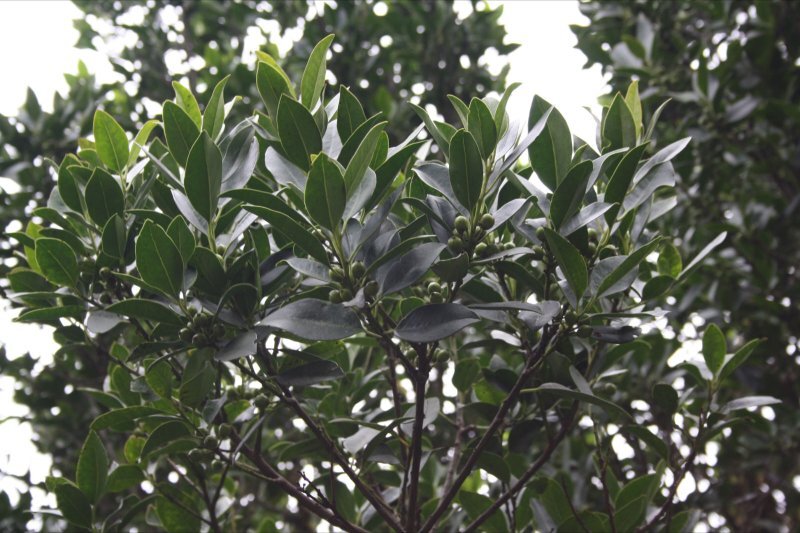 Ilex canariensis
