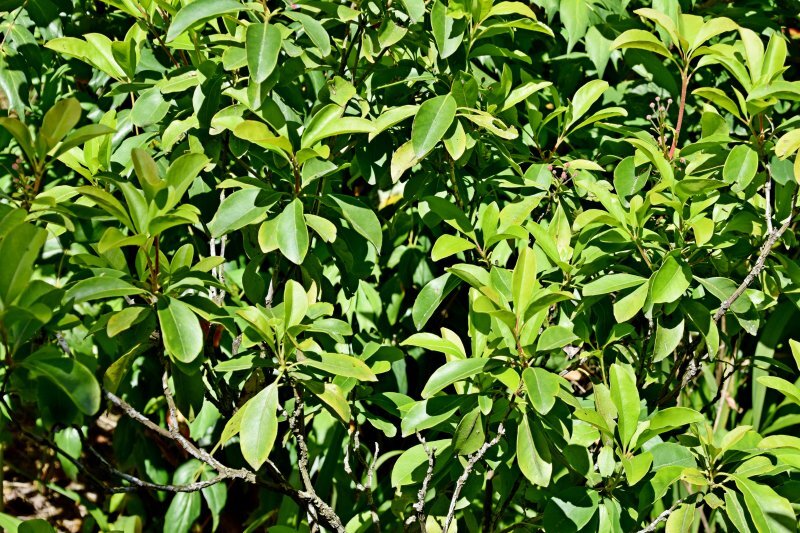 Kalmia latifolia