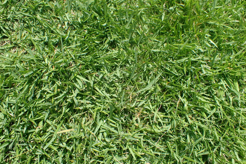 Zoysia japonica