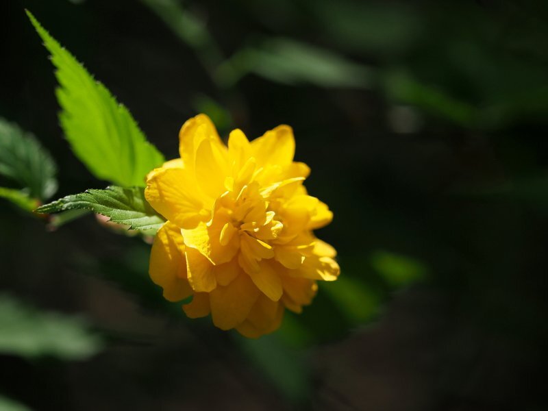 Kerria japonica