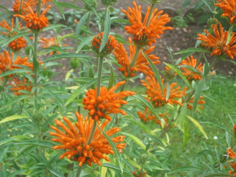 Leonotis leonurus