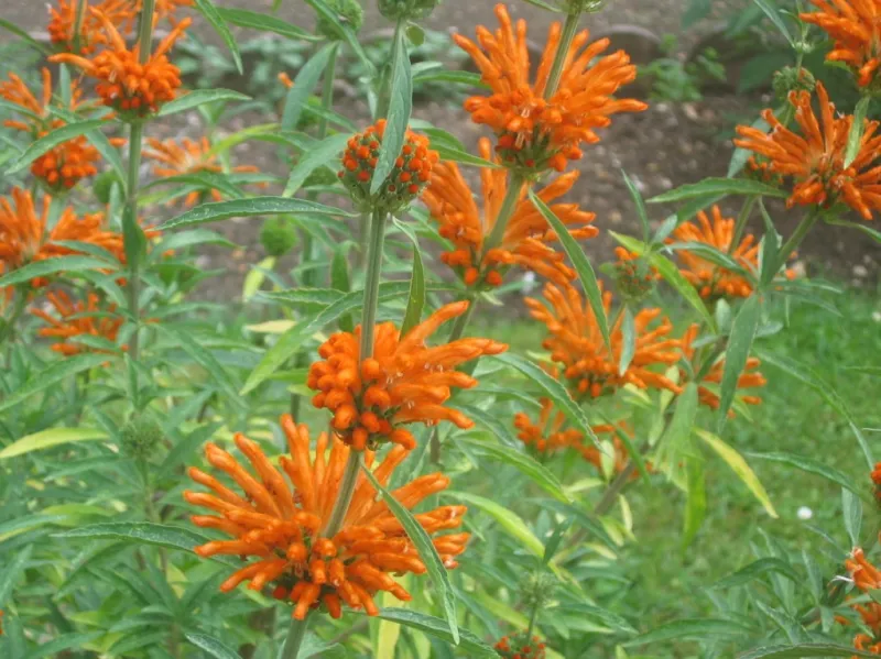 Leonotis leonurus