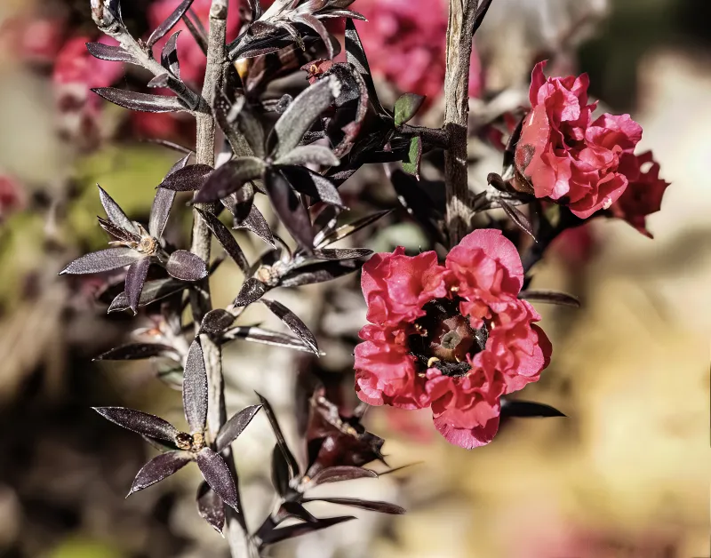 Leptospermum scoparium