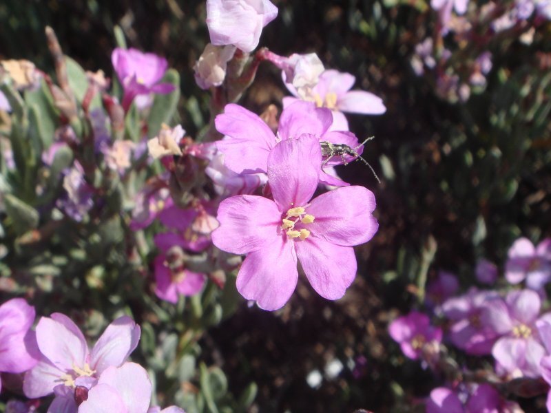 Limoniastrum monopetalum