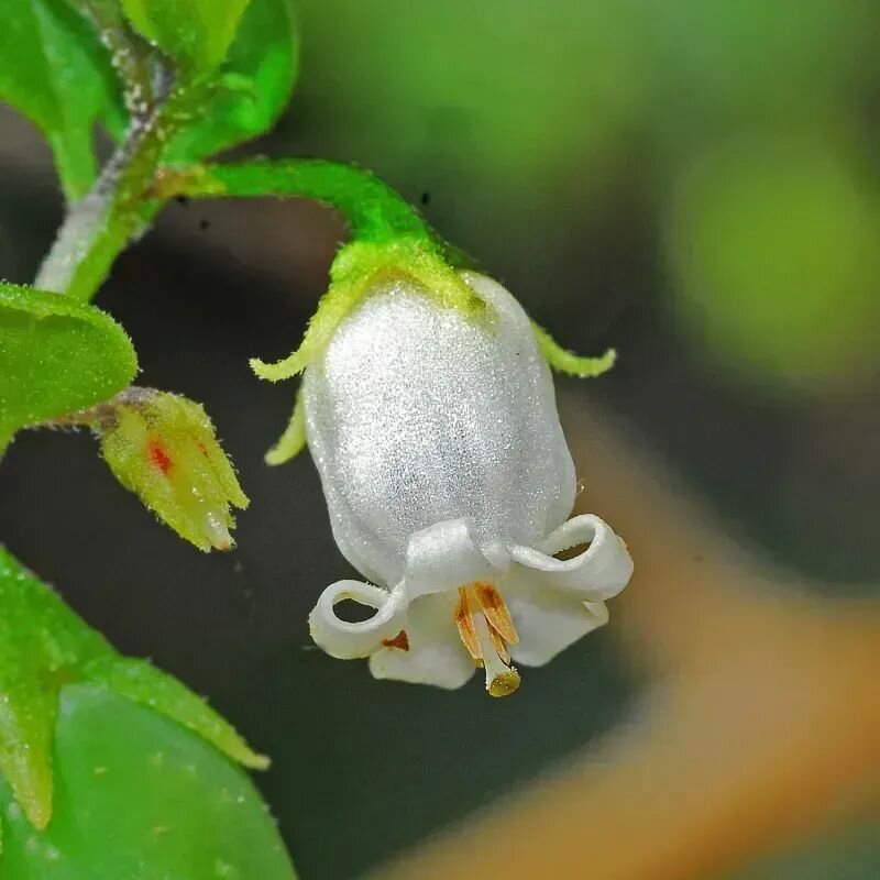 Salpichroa origanifolia