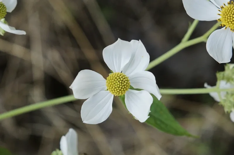 Montanoa bipinnatifida