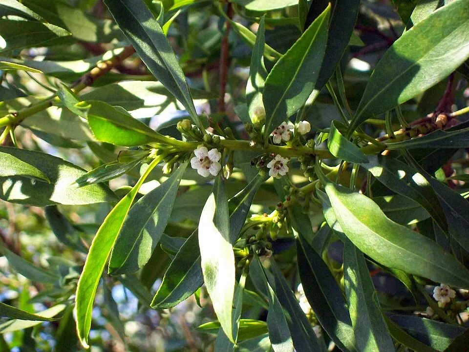 Myoporum acuminatum