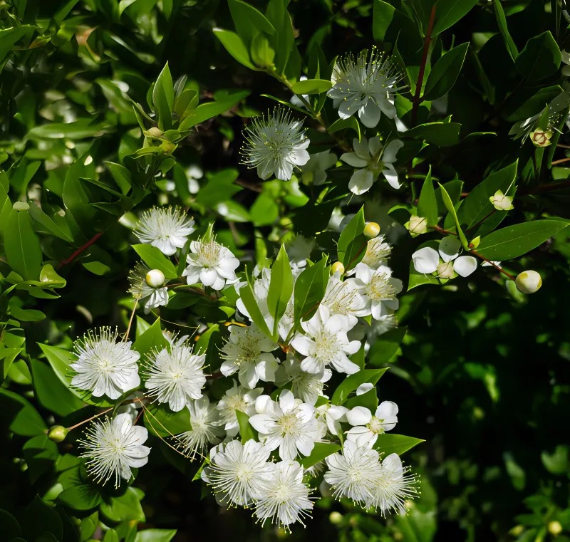 Myrtus communis