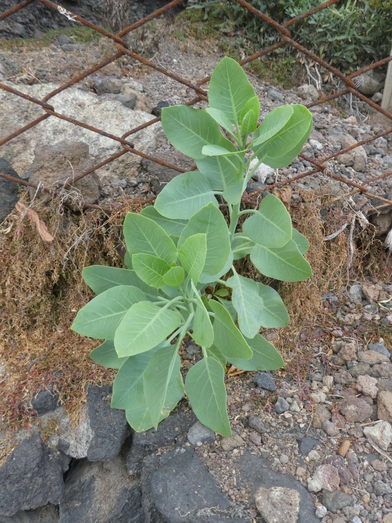 Nicotiana glauca