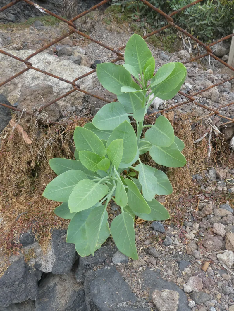 Nicotiana glauca