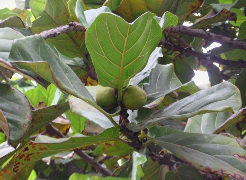 Ficus lyrata (Aguacante)