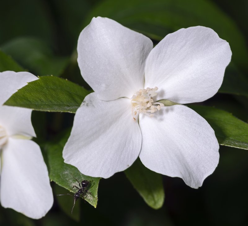 Philadelphus coronarius