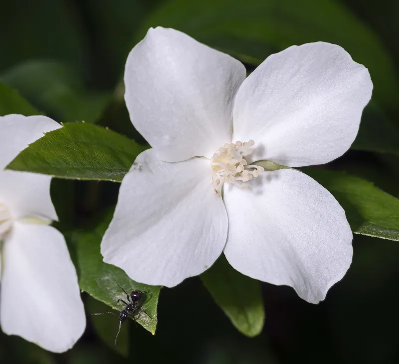 Philadelphus coronarius