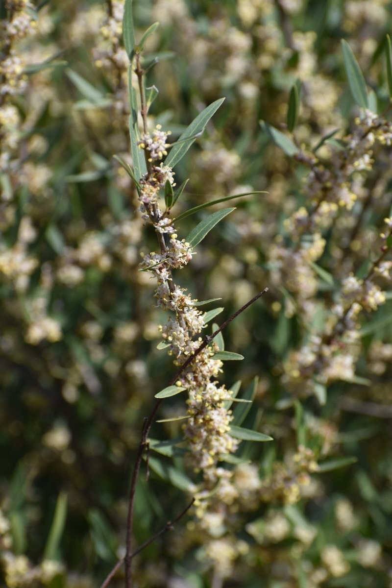 Phillyrea angustifolia