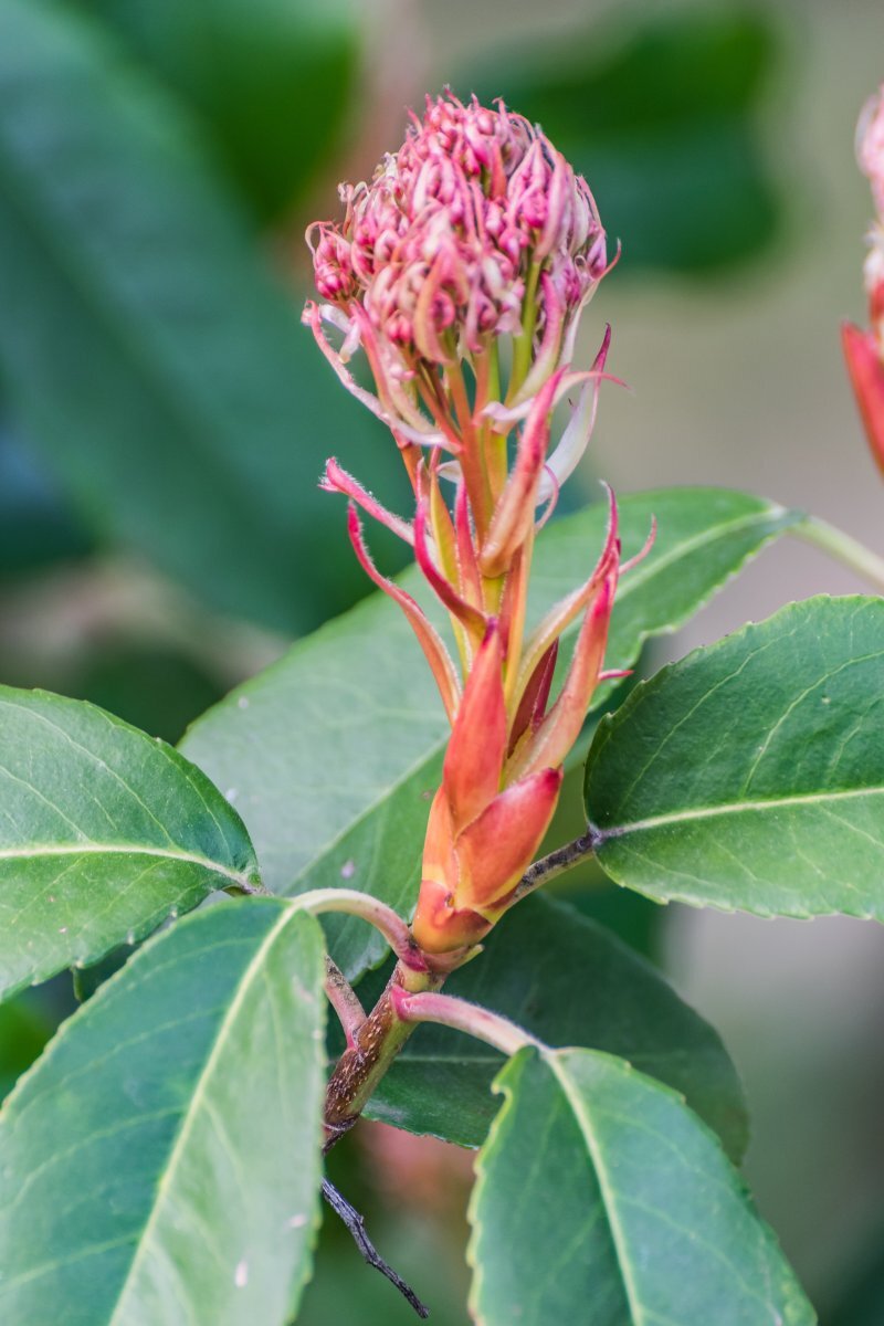 Photinia serrulata