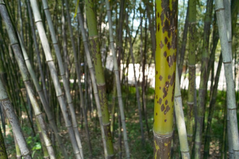 Phyllostachys bambusoides