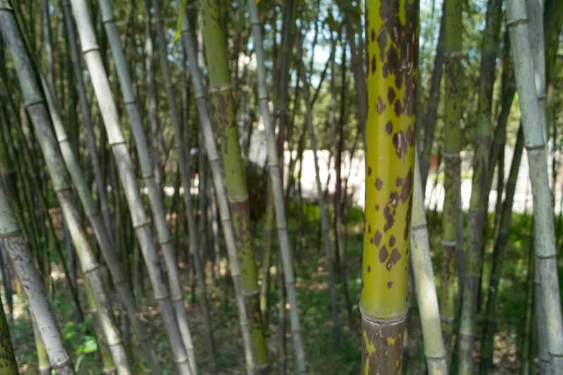 Phyllostachys bambusoides