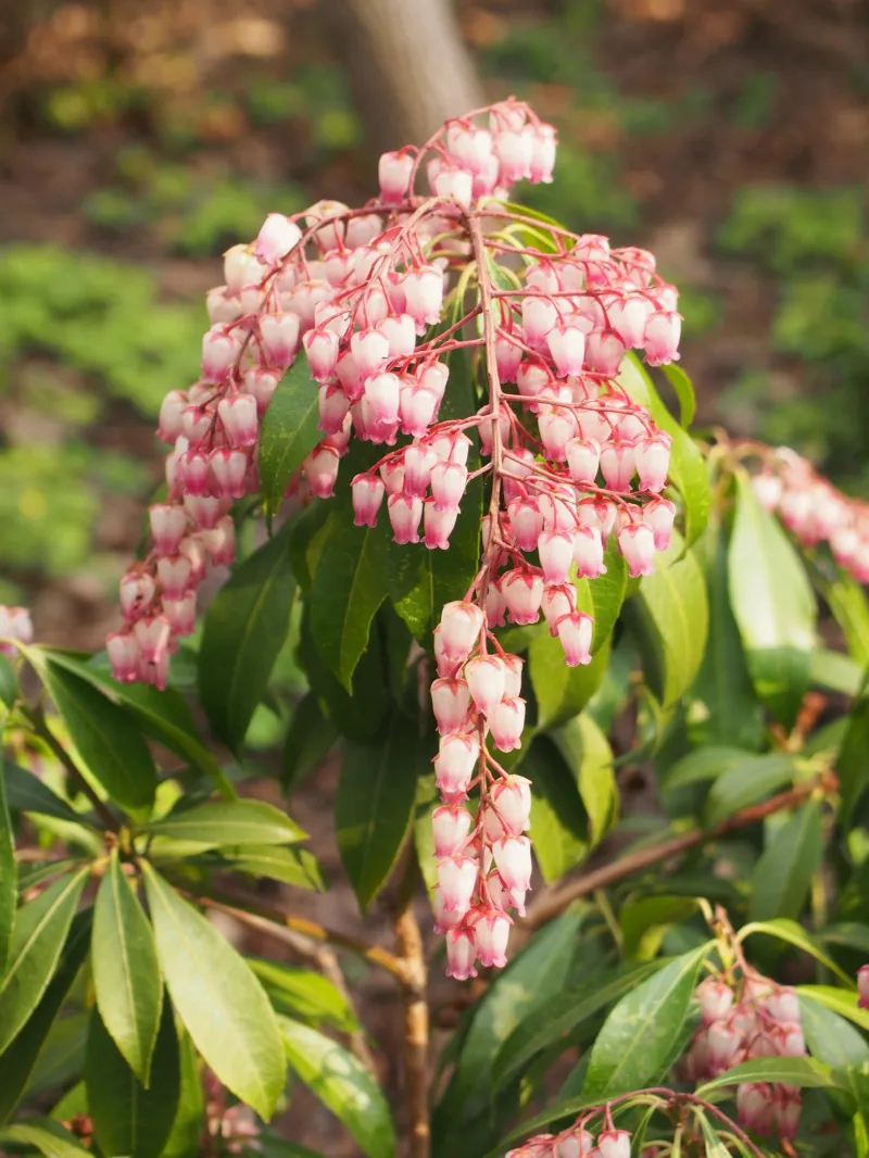 Pieris japonica