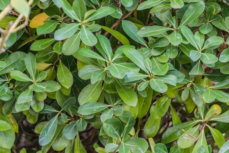 Pittosporum tobira 'Nana'