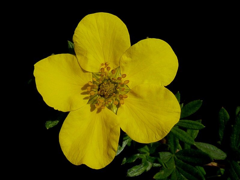 Potentilla fruticosa