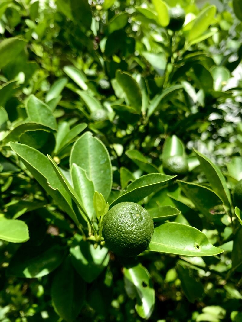 Citrus limon